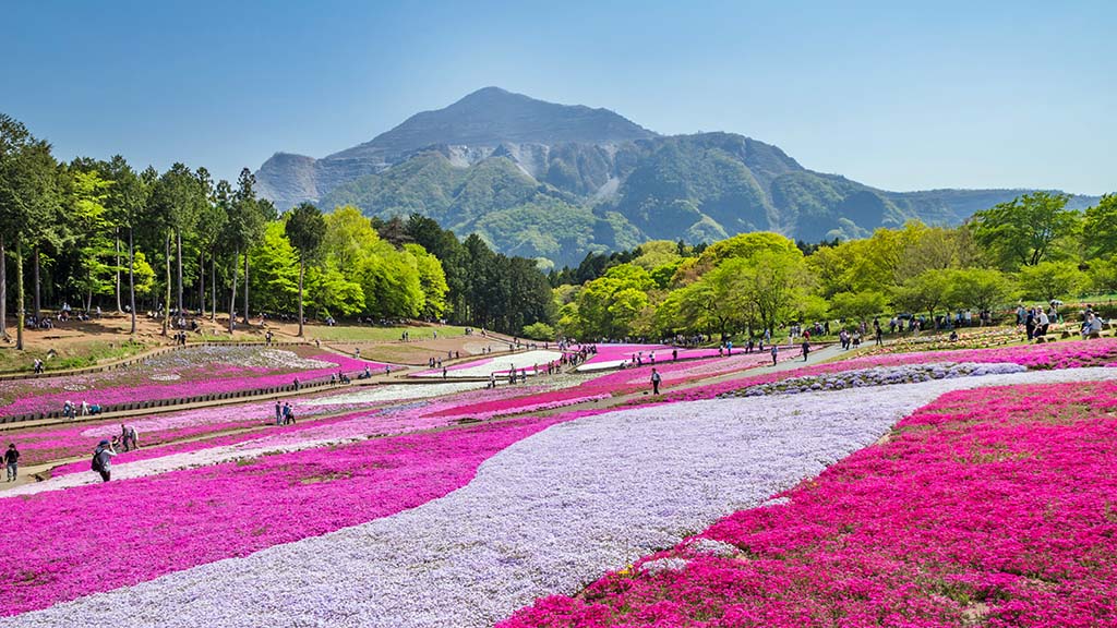 秩父・羊山公園の芝桜