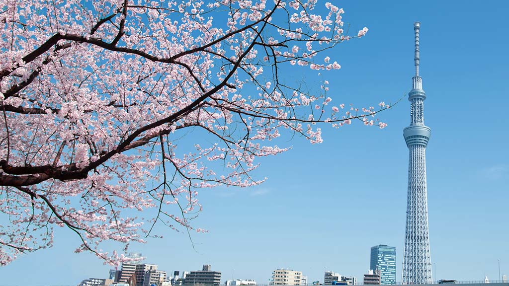 東京スカイツリーと桜