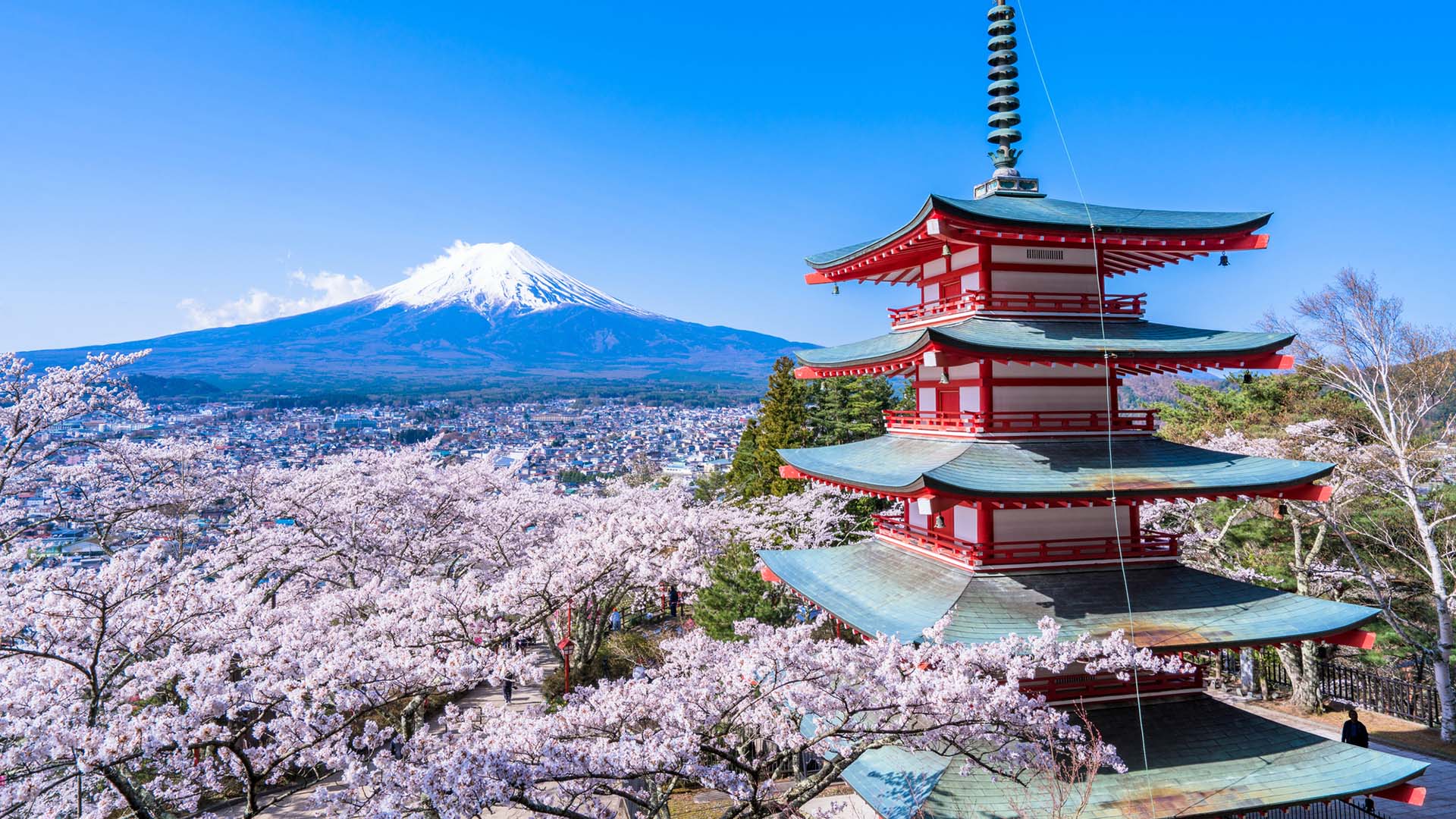 富士山を背景にした新倉山浅間公園と桜